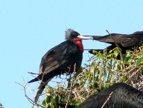 13- Fregate male sur un arbre perchee 